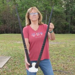 Gemsbok Skull Plate with 36-1/2 inch horns for sale $80