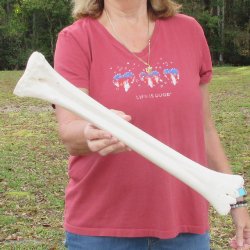 19" Giraffe Metacarpal Leg Bone
