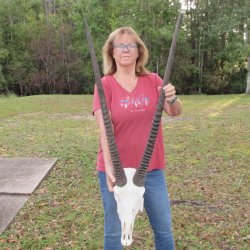 B-Grade African Gemsbok Skull with 35 inch horns - $145