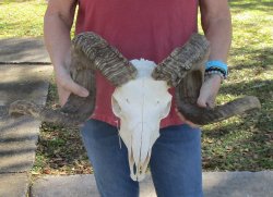 African Merino Ram/Sheep Skull with 31-1/2" Horns