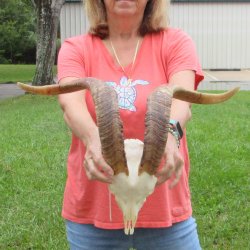 Extra Large African Goat Skull with 22 inch horns for $135