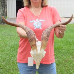 Extra Large African Goat Skull with 21 inch horns for $135