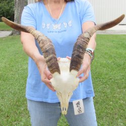 African Goat Skull with 17-3/4 inch horns for $125