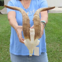 African Goat Skull with 19 inch horns for $125