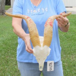 African Goat Skull with 17-1/2 inch horns for $125