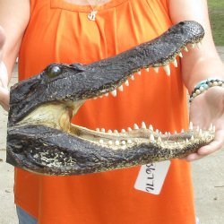 14 inch long Alligator Head for sale  - $48