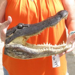 14 inch long Alligator Head for sale  - $48