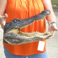 16 inch long Alligator Head for sale  - $80