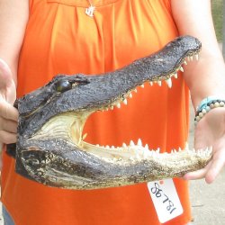 14 inch long Alligator Head for sale  - $48