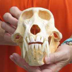 8-3/4" Male Baboon Skull - $275 (CITES P-000028466)