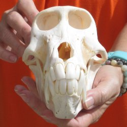 8" Male Baboon Skull - $275 (CITES P-000028466)