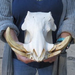 Authentic B-Grade 13 inch long African Warthog Skull for sale with 6 & 7 inch Ivory tusks - for $95