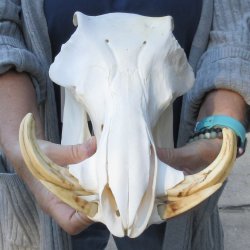 Authentic B-Grade 13 inch long African Warthog Skull for sale with 6 inch Ivory tusks - for $95