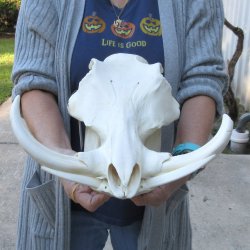 14 inch long African Warthog Skull for sale with 9 & 10 inch Ivory tusks - $175