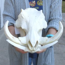 14" African Warthog Skull with 9" Ivory Tusks 