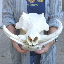 14" African Warthog Skull with 8" & 10" Ivory Tusks 