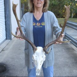This is a Real Fallow Deer Skull and horns (antlers) measuring 20 inches long -  for $130
