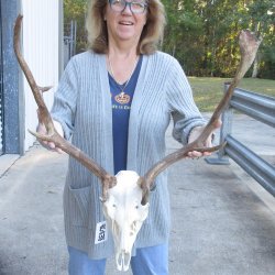 This is a Real Fallow Deer Skull and horns (antlers) measuring 19 & 20 inches long -  for $130