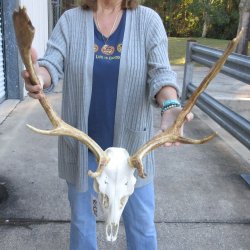 This is a Real Fallow Deer Skull and horns (antlers) measuring 19 inches long -  for $130
