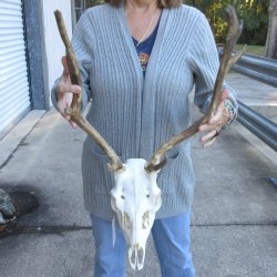 This is a Real Fallow Deer Skull and horns (antlers) measuring 15 and 16 inches long -  for $120