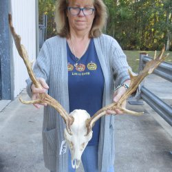 This is a Real Fallow Deer Skull and horns (antlers) measuring 18 and 20 inches long -  for $130