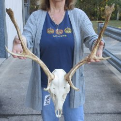 This is a Real Fallow Deer Skull and horns (antlers) measuring 17 and 18 inches long -  for $125