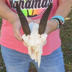 7" Mountain Reedbuck Craft Skull with 7" Horns - $35