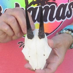 Grey Duiker Skull Plate with 3" Horns - $40
