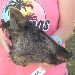 12" Preserved Georgia Wild Boar / Hog Head - $40