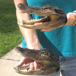 2pc B-Grade 7-3/4" Alligator Heads- $27/lot