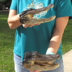 2pc B-Grade 8" Alligator Heads- $27/lot