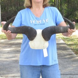 Blue Wildebeest Skull Plate with 22" Horn Spread - $45