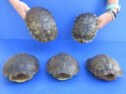 7" to 8" Red Eared Slider Turtle Shells, 5pc lot - $75