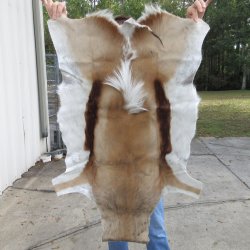 B-Grade Authentic African Springbok Skin 39-1/2x26 inches - $39