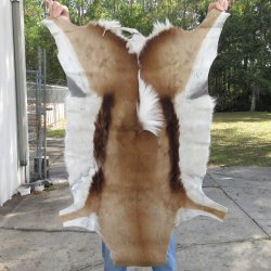 B-Grade Authentic African Springbok Skin 40x29 inches - $39