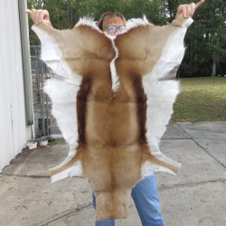 Authentic African Springbok Skin 36x28-1/4 inches - $57