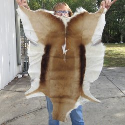 Authentic African Springbok Skin 36x26 inches - $57