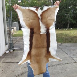 Authentic African Springbok Skin 37x23 inches - $57