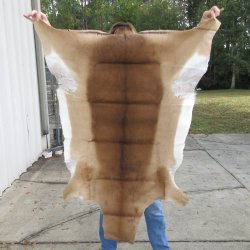 49L x 38W B-Grade African impala skin, hide - You are buying this one for $49.00