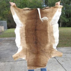 47L x 37W B-Grade African impala skin, hide - You are buying this one for $49.00