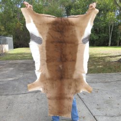 53L x 37W B-Grade African impala skin, hide - You are buying this one for $49.00