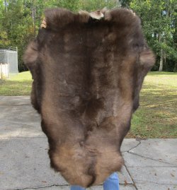  A Grade Reindeer pelt/hide/skin without legs, 44-1/2 inches long by 28 inches wide 
