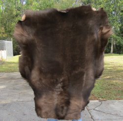 A Grade Reindeer pelt/hide/skin without legs, 46-1/2 inches long by 37 inches wide 