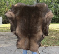  A Grade Reindeer pelt/hide/skin without legs, 46 inches long by 36 inches wide 