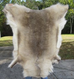 47" x 43" Finland Reindeer Hide, Skin, Farm Raised 