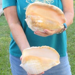 2 piece lot of Eastern Pacific Giant Conch shells for sale, 8-1/2 inch  - $35/lot