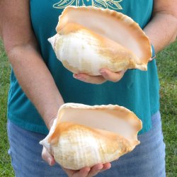 2 piece lot of Eastern Pacific Giant Conch shells for sale, 8 inch  - $35/lot