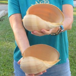 2pc 8" Philippine crowned baler melon shells- for $17/lot
