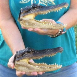 Buy Now 7-1/2" & 7-3/4" Alligator Heads, 2pc lot - $24