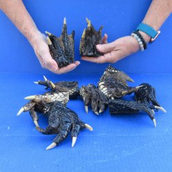 10 real alligator feet for sale 4 to 5 inches long - $40